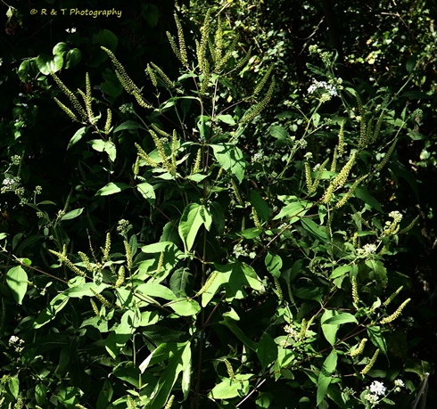 {Ambrosia trifida}